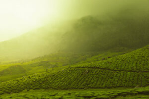 growing tea in India